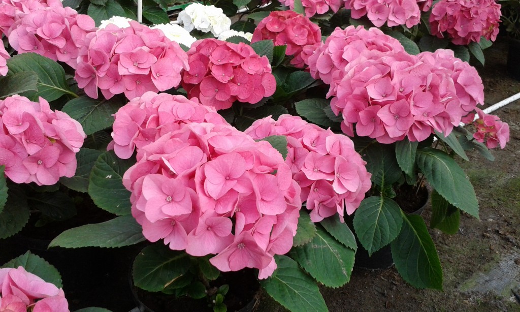 Hortensje2