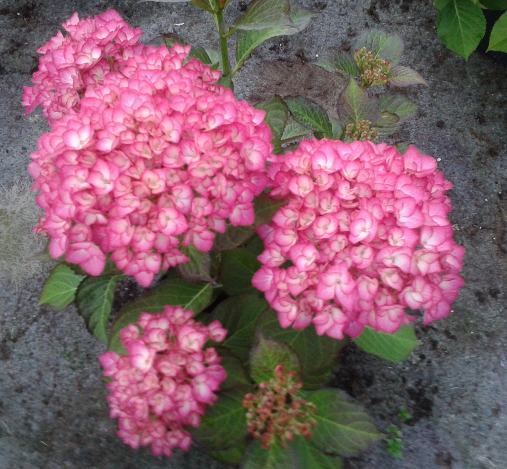 Hortensje6